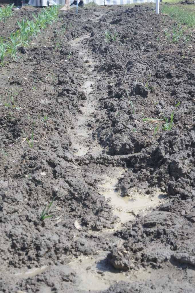 aufgewühlter Schlamm am Rand des Maisfelds mit einer tiefen Spur in der Mitte mit etwas Wasser darin