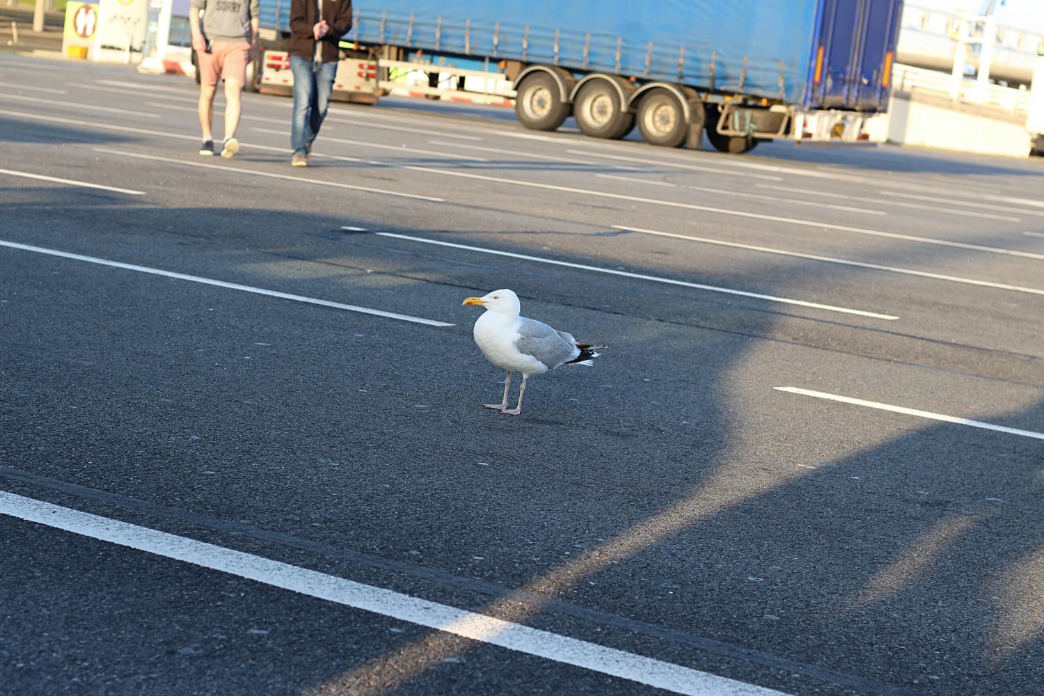 eine Möwe auf einem Parkplatz