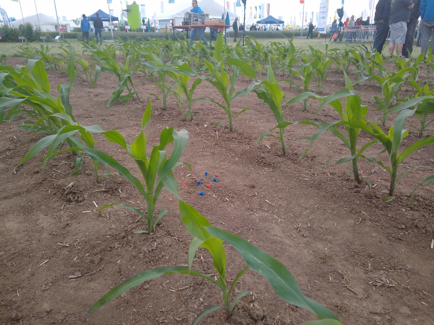 Ein Teil einer Maisreihe mit einigen blauen Golf-Tees als Unkraut.